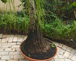 LARGE PONEY TAIL POTTED PLANT