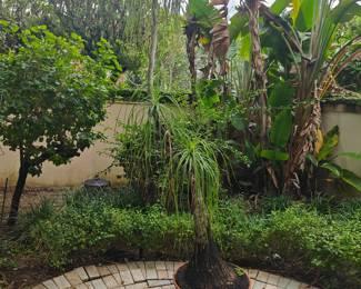 LARGE PONY TAIL TREE