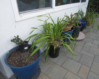 Lots of Plants and pots!