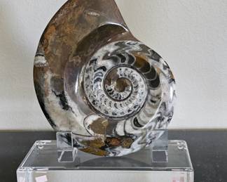 Ammonite Fossil