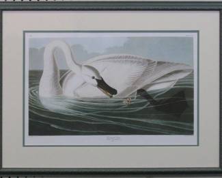 9103 - TRUMPETER SWAN BY JOHN J AUDUBON 30 X 24.5
