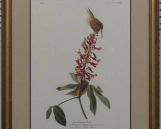 9059 - GREAT CAROLINE WREN GICLEE BY JOHN J AUDUBON 22.5 X 27.5
