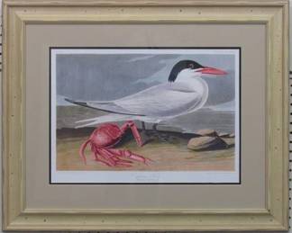 9104 - CAYNNE TERN BY JOHN J AUDUBON 30 X 24.5
