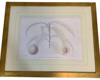 2425 - Framed Print 31.5 x 39
