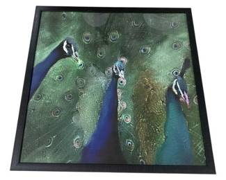 2559 - Framed Peacock Wall Art 26 x 26
