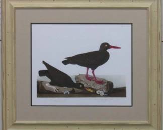 9106 - OYSTER CATCHER BY JOHN J AUDUBON 27.5 X 24.5
