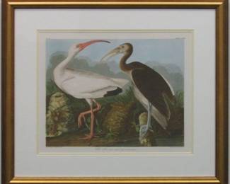 9101 - WHITE IBIS BY JOHN J AUDUBON 26 X 22
