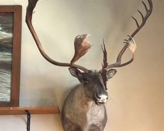 420 Bull Moose