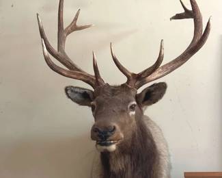 419 Elk Bull