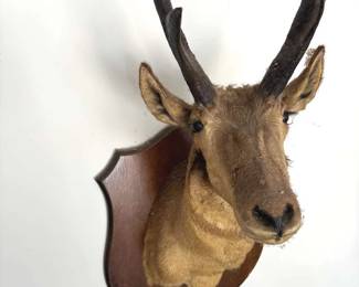 423 Mounted Pronghorn