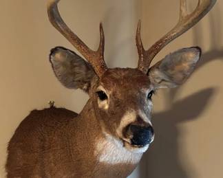 424 Whitetail Deer