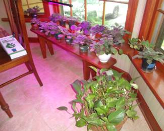 Beautiful and healthy African Violets