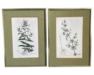 Two Vintage Hand Colored Botanical Prints
