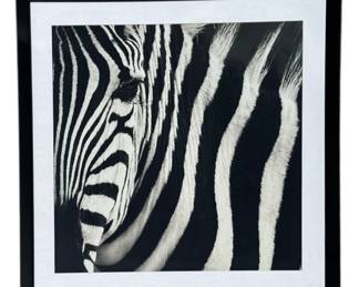 A Contemporary Photograph of a Zebra
