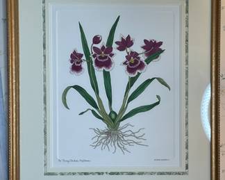 "The Pansy Orchid" Botanical 