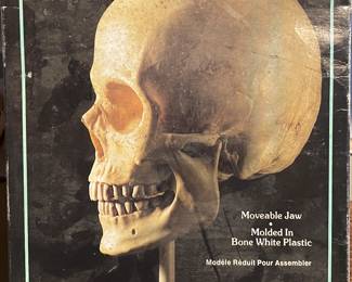 The Human Skull vintage model kit