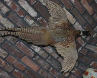 Taxidermy