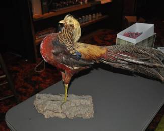 Taxidermy