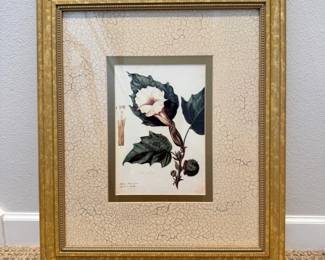 92 FramedBotanicalPrintDaturaStramoniumDevilsTrumpet