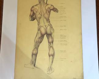 Anatomical Drawings