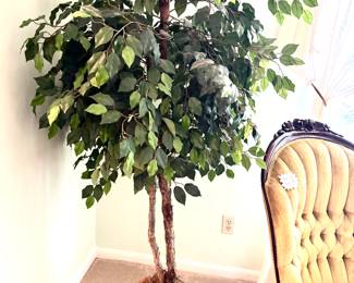 Ficus tree