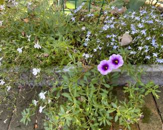 Another Planter w/Flowers