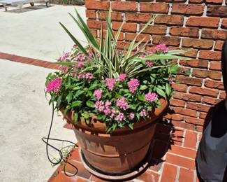 Large Potted Plant