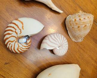 Shells