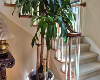 Live Tree