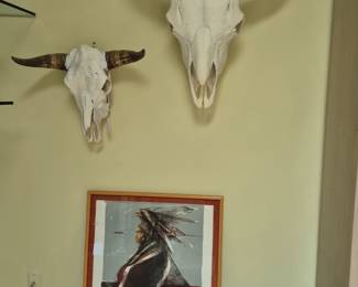 Large Bison Skull Taxidermy 32" x 38 and smaller skull