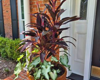 Pair of Large Potted plants