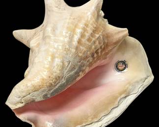 Bahamas Genuine Queen Conch Shell