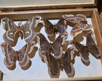 We have 8 wooden boxes full of bugs, butterflies and moths in perfect condition. This is an amazing collection. This is box #1.