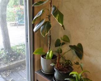 Tall plant by window