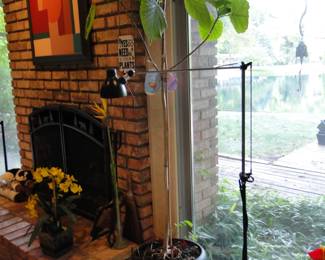 Tall plant and floor lamp