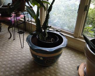 Cactus in large pot