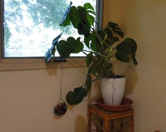 Large potted plant