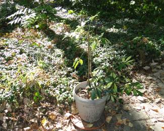 Whew, back to the garden with this pot
