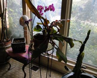 Lots of great live plants
