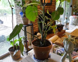 Another large potted plant