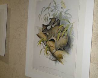 Koala, not a bird print