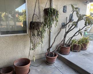 Planter pots and Plants