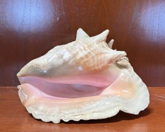 Lot #36 Large Conch Shell