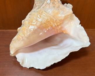 Natural Conch Shell