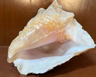 Lot #49 Natural Conch Shell