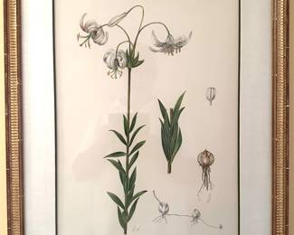 Gilt Framed Botanical Print "Lilies"...