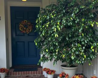 An Inviting Entry with Potted Ficus and Seasonal Wreath...
