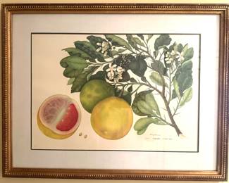 Gilt Framed Botanical Print "Grapefruit"...