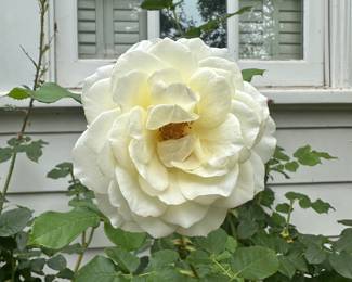 A Beautiful Bloom.