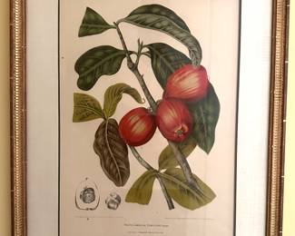Gilt Framed Botanical Print "Rose Apple"...
